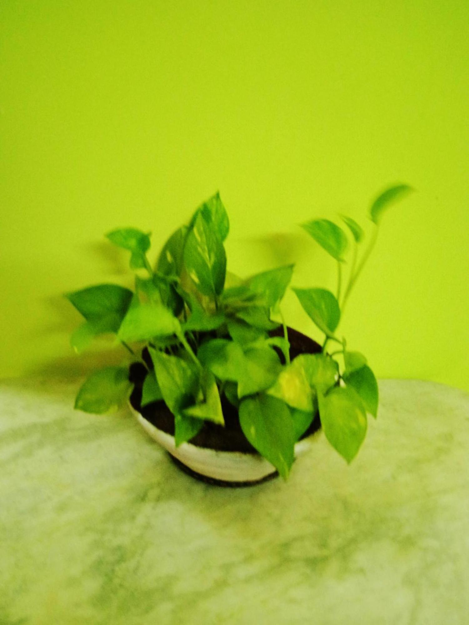 Bhoboghure Homestay Santiniketan Bolpur Buitenkant foto